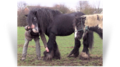 The Old Black Horse